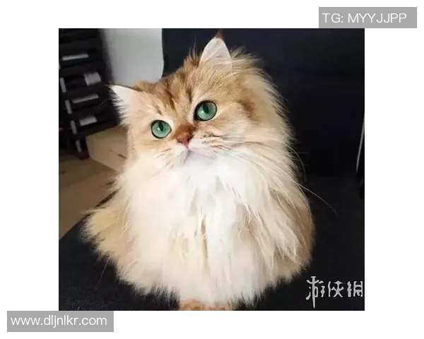 足球明星踢猫搞笑视频合集让你捧腹大笑的精彩瞬间分享